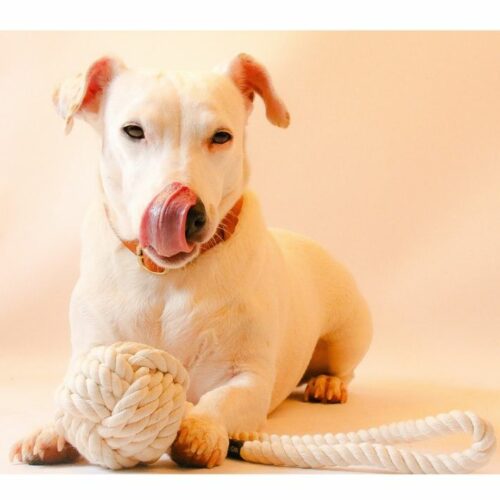 jouet en corde naturelle, jouet en coton exempt de polluant pour chien, fabriqué en allemagne, jouet écologique pour chien