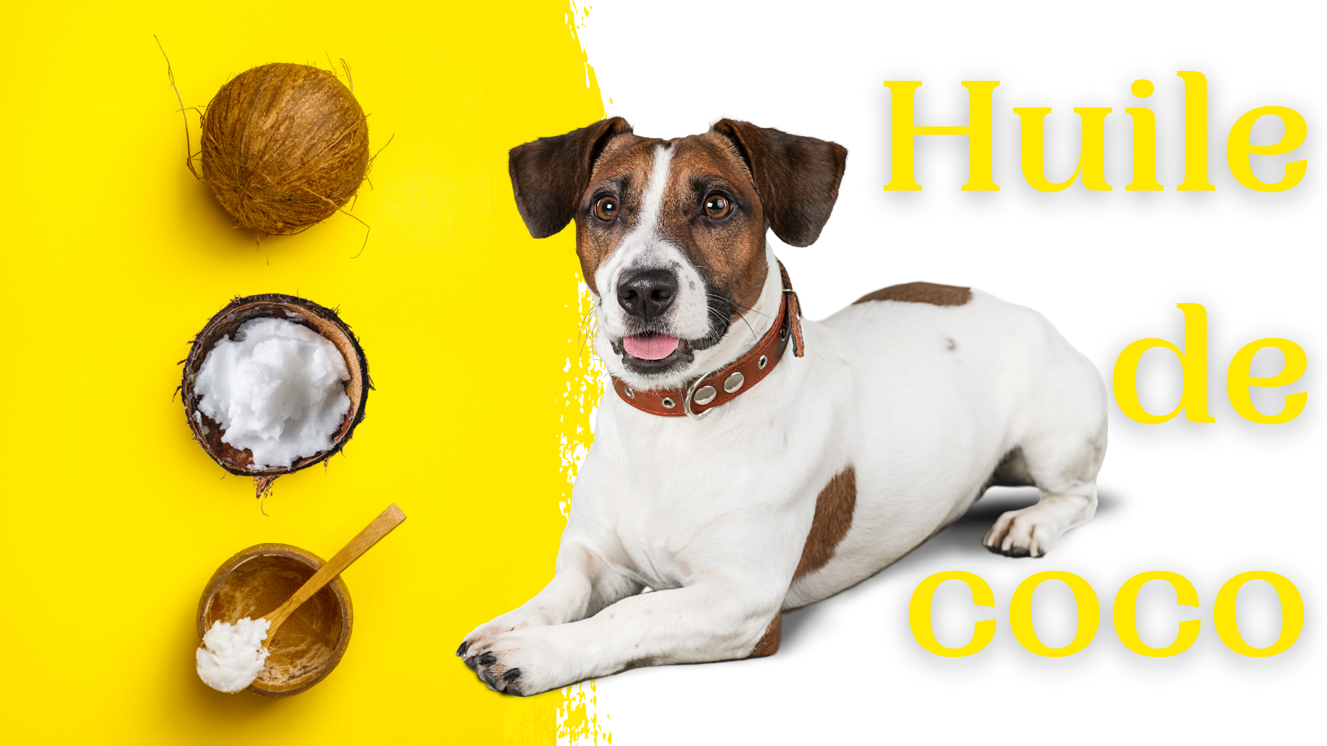 Huile de coco pour chien : indications, bienfaits et dangers (tout savoir)  - Groupe Santépourtous